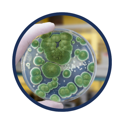 Bacteria